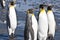 King penguins, Antarctica