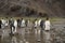 King penguins in antarctica reflecting in a puddle , Fortuna Bay South Georgia 2020