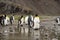 King penguins in antarctica reflecting in a puddle , Fortuna Bay South Georgia 2020