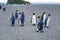 King penguins - Aptendytes patagonica, group of penguins walking on beach, Gold Harbour, South Georgia