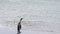 King penguins on beach
