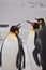 King Penguins on the beach Falkland Islands