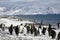 King penguins on the beach of Salisbury Plain on South Georgia