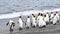 King Penguins on the beach at Salisbury Plane in South Georgia