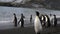 King Penguins on the beach at Salisbury Plane in South Georgia