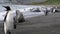 King Penguins on the beach at Salisbury Plane in South Georgia