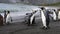 King Penguins on the beach at Salisbury Plane in South Georgia