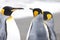 King penguins at the beach of South Geogia