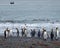 King penguins on beach with zodiac