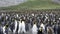 King Penguins with chick