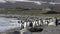 King Penguins colony