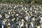 King penguins colony at South Georgia