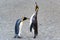 King penguins communicate by touching on body at beach in South Georgia, Antarctica