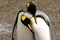 King Penguins Courting