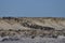 King Penguins descend to the beach in the Falkland Island