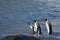 King penguins entering the water (Aptenodytes patagonicus)