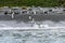 King penguins entering in the water & x28;Aptenodytes patagonicus& x29;