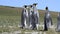 King Penguins at Falkland Island