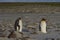 King Penguins - Falkland Islands