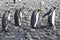 King penguins, four penguins walking in sunshine, Antarctica