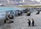 King penguins an fur seals sharing a beach on South Georgia Island.