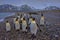 king penguins gather on the beach at St Andrew\\\'s Bay, South Georgia