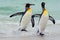 King penguins going from blue water, Atlantic ocean in Falkland Island. Sea bird in the nature habitat. Penguins in the water. Pen