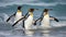 King penguins going from blue water, Atlantic ocean. Generative AI