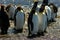 King Penguins in Grytviken