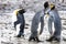 King penguins with human gesticulation