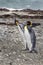 King Penguins inside Tierra del Fuego Land, Chile