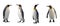 King penguins isolated