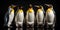 King penguins. isolated on black background