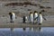 King penguins living wild at Parque Pinguino Rey, Patagonia, Chile