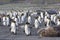 King penguins maneuver past sleeping elephant seal