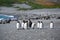 King penguins in mault in beautiful landscape of South Georgia between antarctic fur seals.