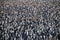 King Penguins on Salisbury plains