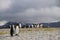 King Penguins on Salisbury plains