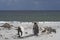 King Penguins on a sandy beach