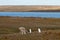 King Penguins on a Sheep Farm - Falkland Islands