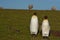 King Penguins on a Sheep Farm - Falkland Islands