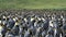 King Penguins at South Georgia