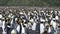 King Penguins at South Georgia