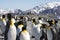 King Penguins on South Georgia