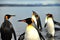 King Penguins in Southamerica