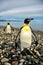 King Penguins in Southamerica