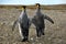 King Penguins in Southamerica