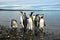 King Penguins in Southamerica