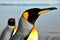 King Penguins in Southamerica