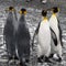 King penguins standing together at the beach of South Geogia